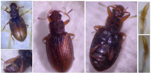 Réf. 352 491 : Enicmus histrio